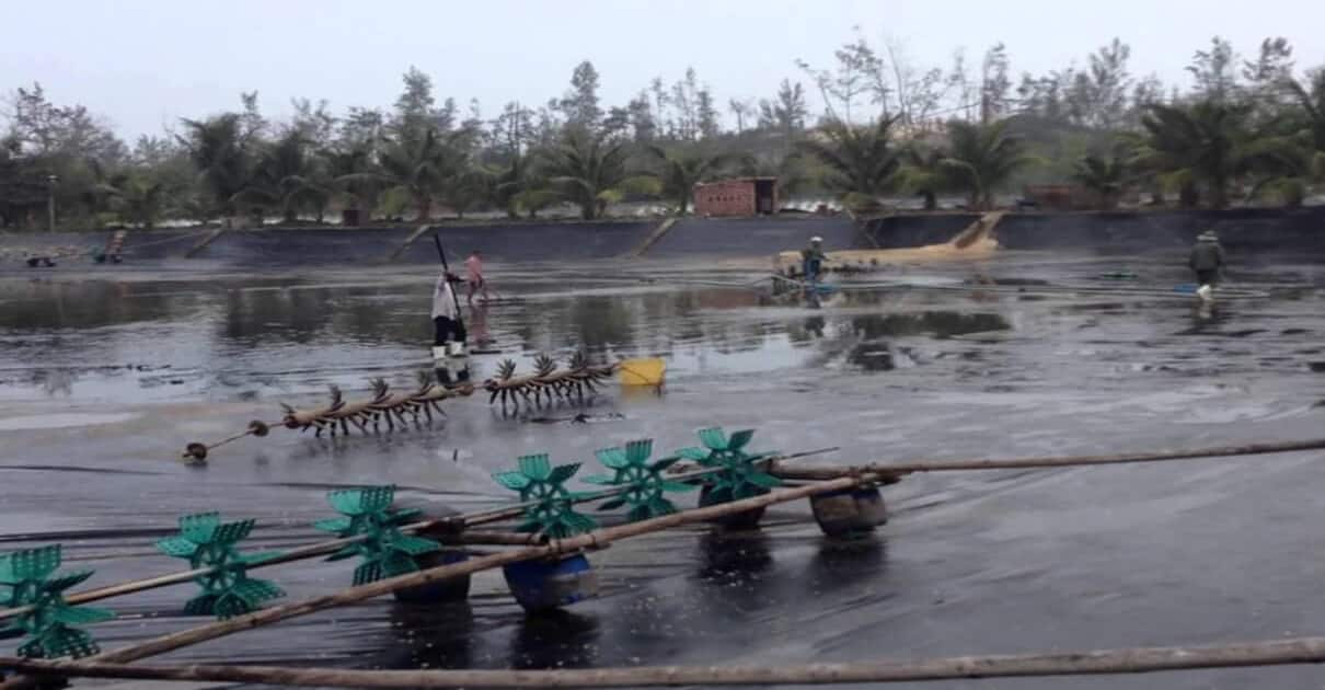 Màng chống thấm HDPE làm hồ nuôi trồng thủy hải sản